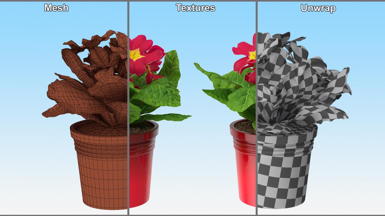 Red Potted Primrose 3D model