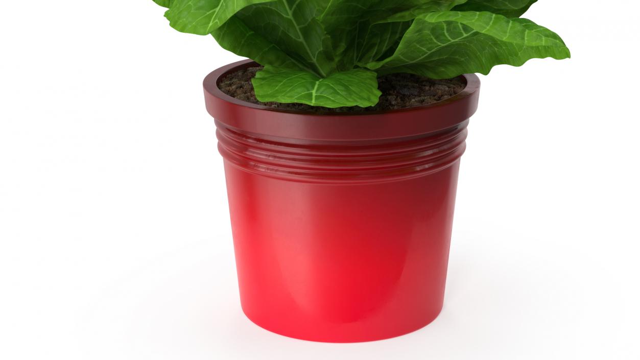 Red Potted Primrose 3D model