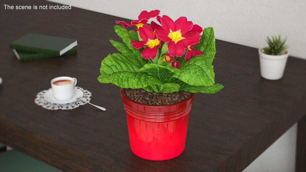 Red Potted Primrose 3D model