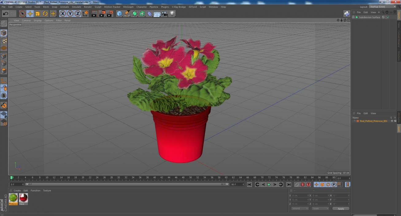 Red Potted Primrose 3D model