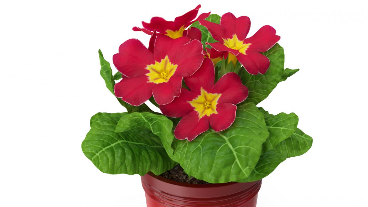 Red Potted Primrose 3D model