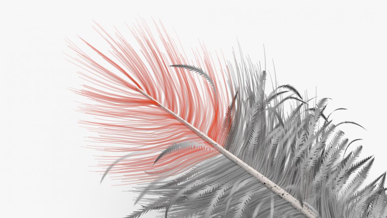 3D model Northern Cardinal Feather