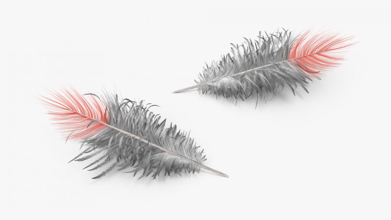 3D model Northern Cardinal Feather