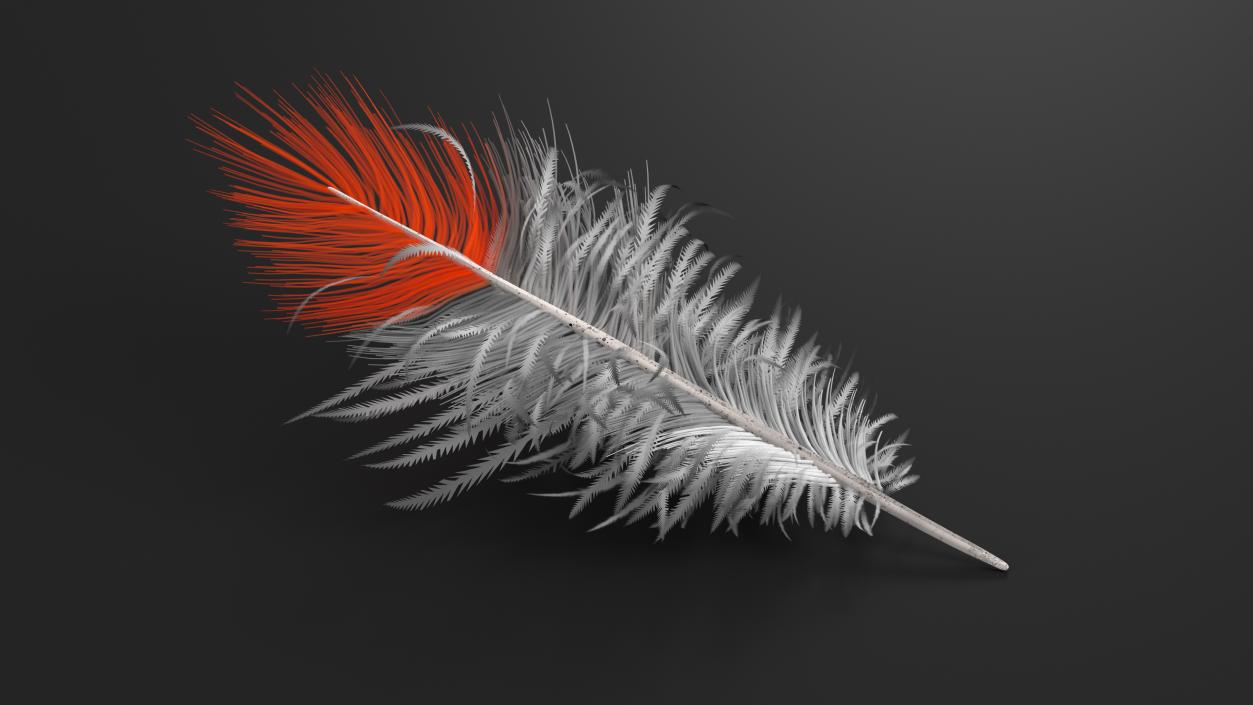 3D model Northern Cardinal Feather