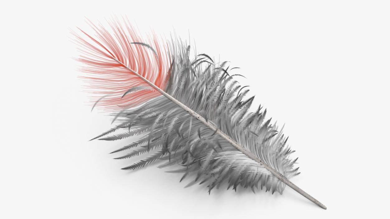 3D model Northern Cardinal Feather