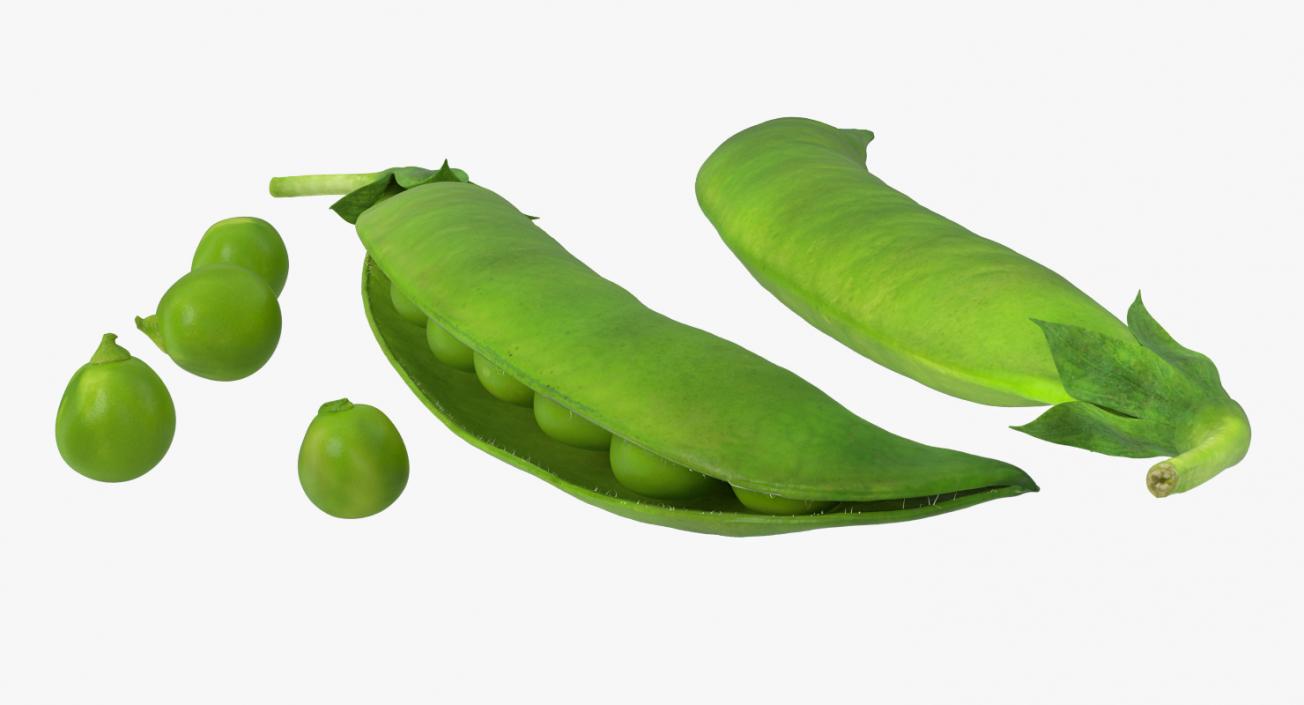 Pea Collection 3D model