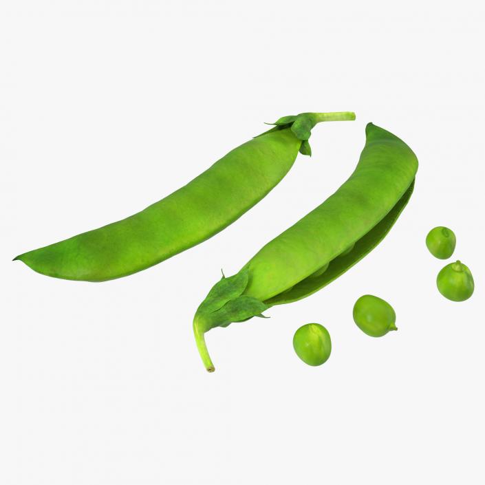 Pea Collection 3D model