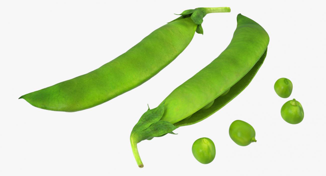 Pea Collection 3D model