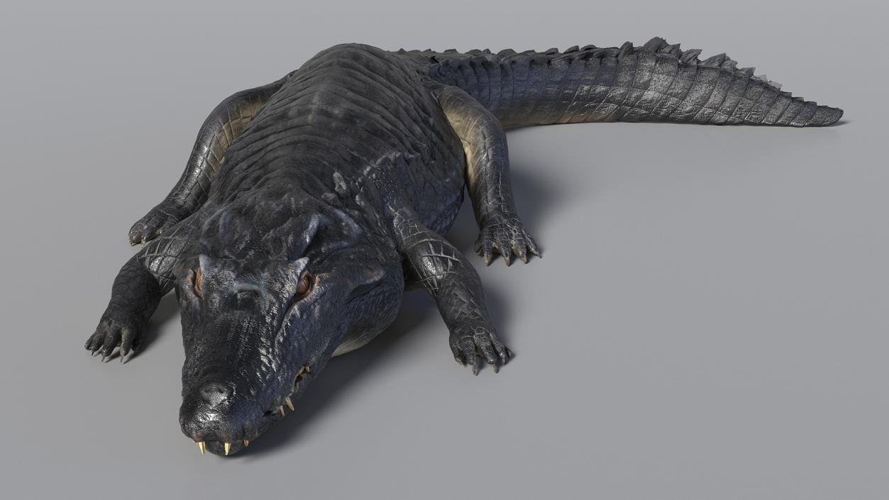 3D Crawling Black Caiman