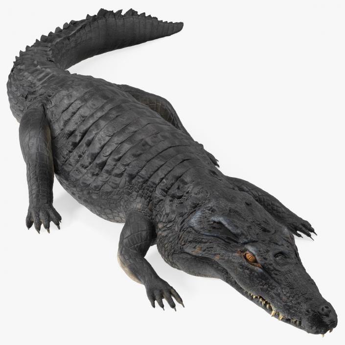 3D Crawling Black Caiman