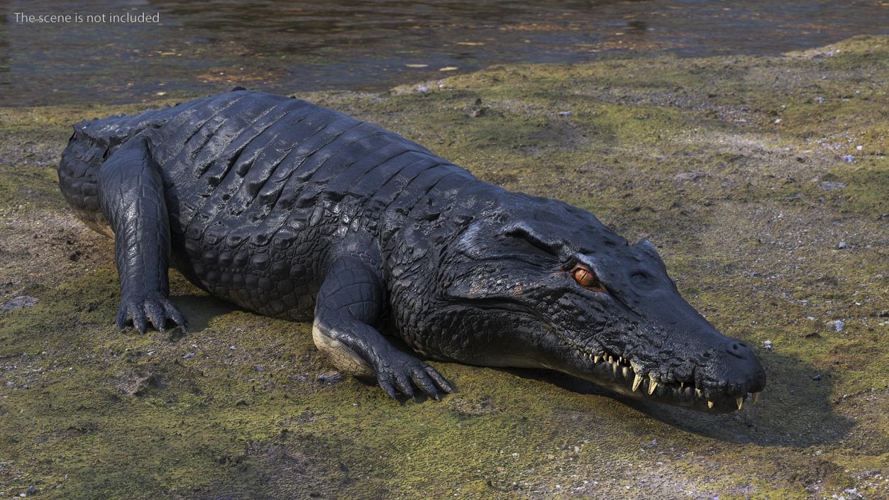 3D Crawling Black Caiman