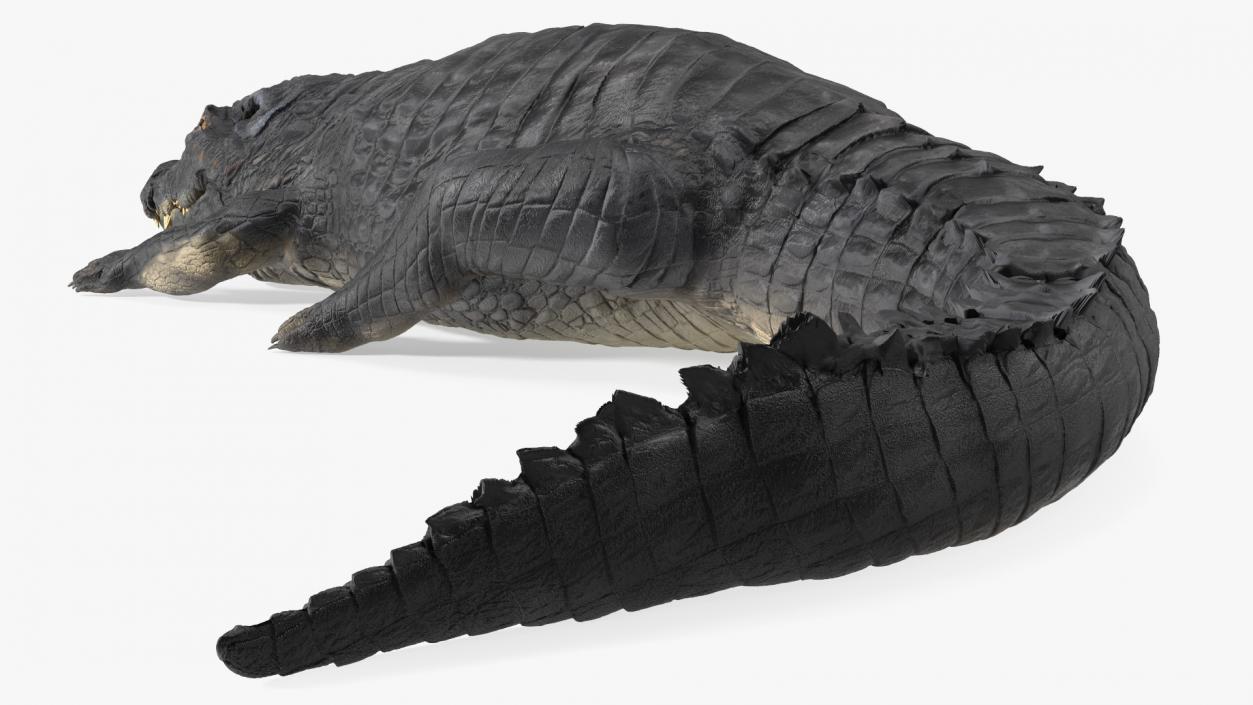 3D Crawling Black Caiman