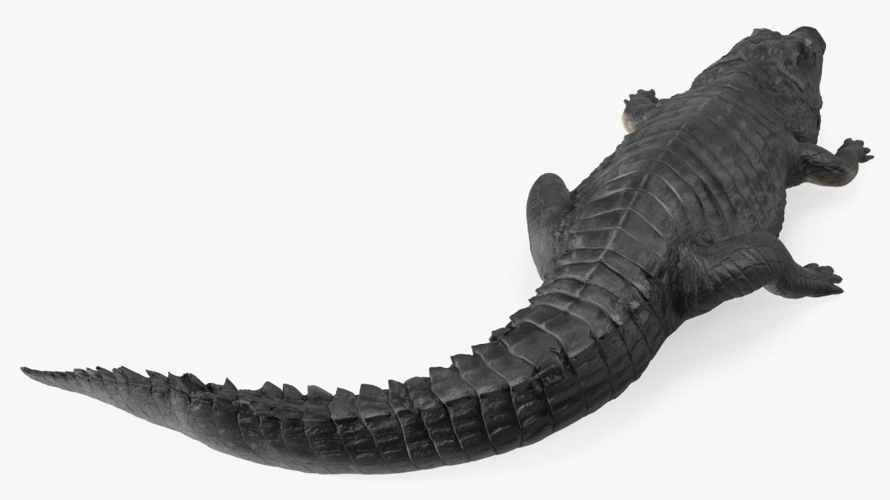 3D Crawling Black Caiman