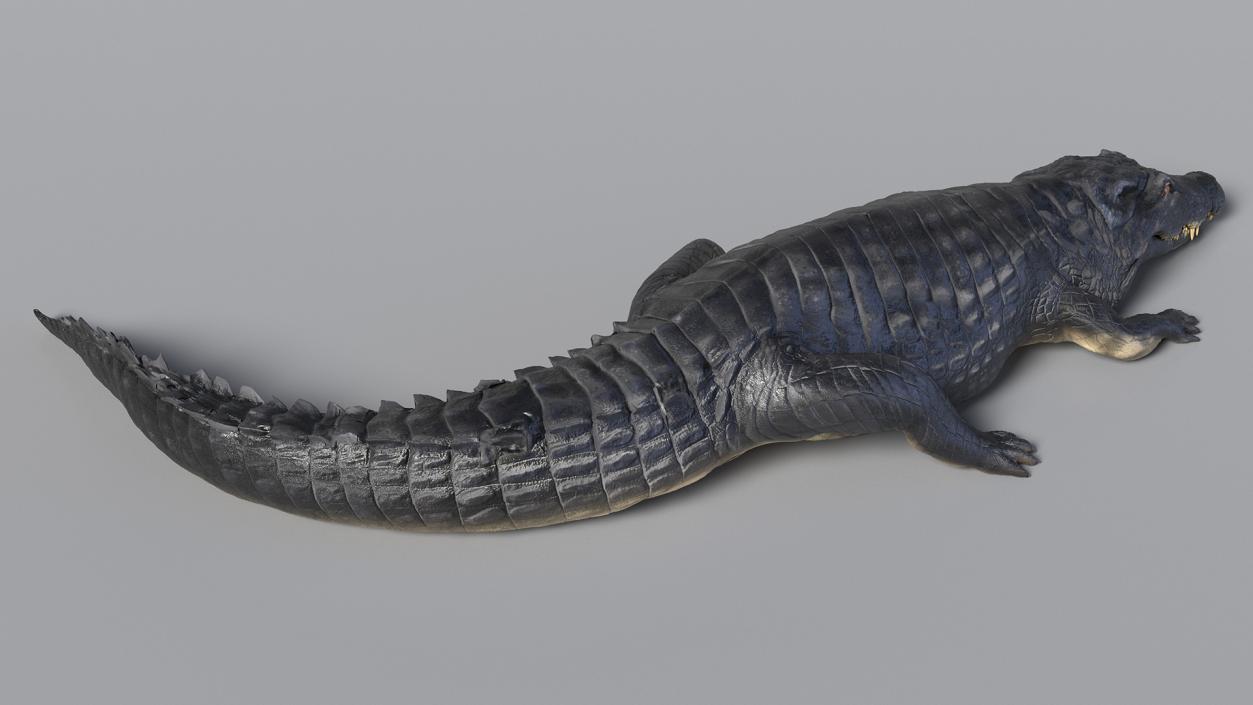 3D Crawling Black Caiman