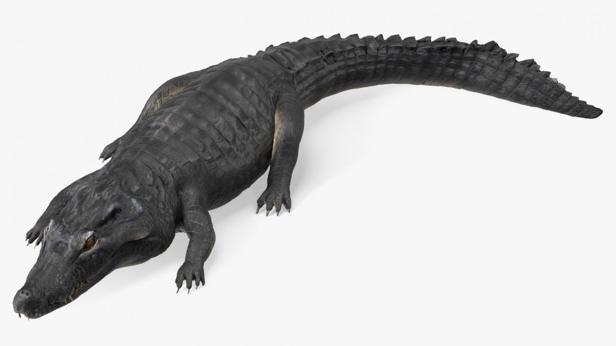 3D Crawling Black Caiman