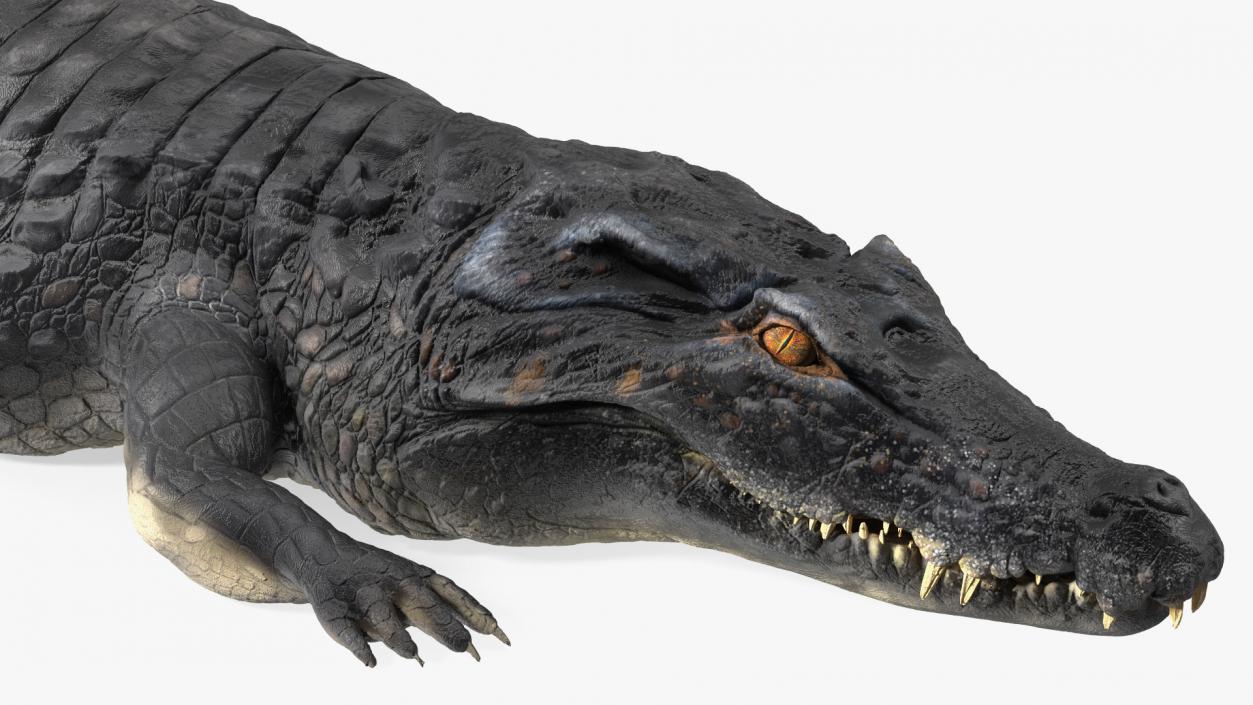 3D Crawling Black Caiman