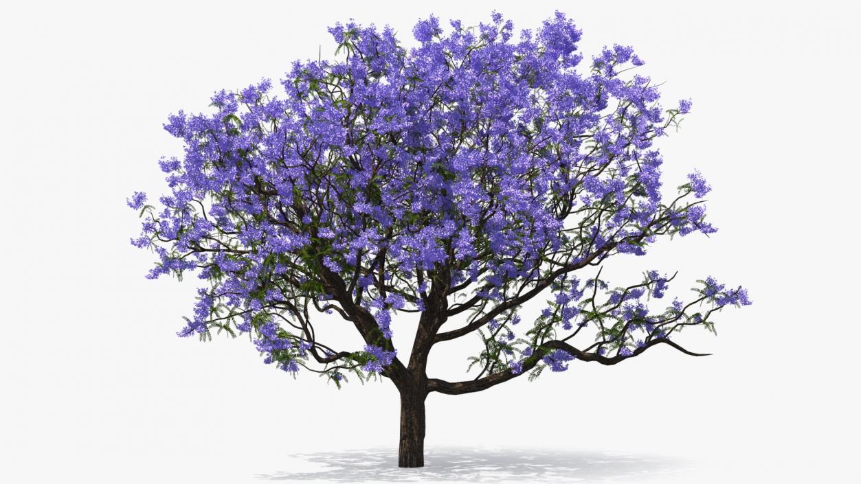 3D Blooming Jacaranda Tree model