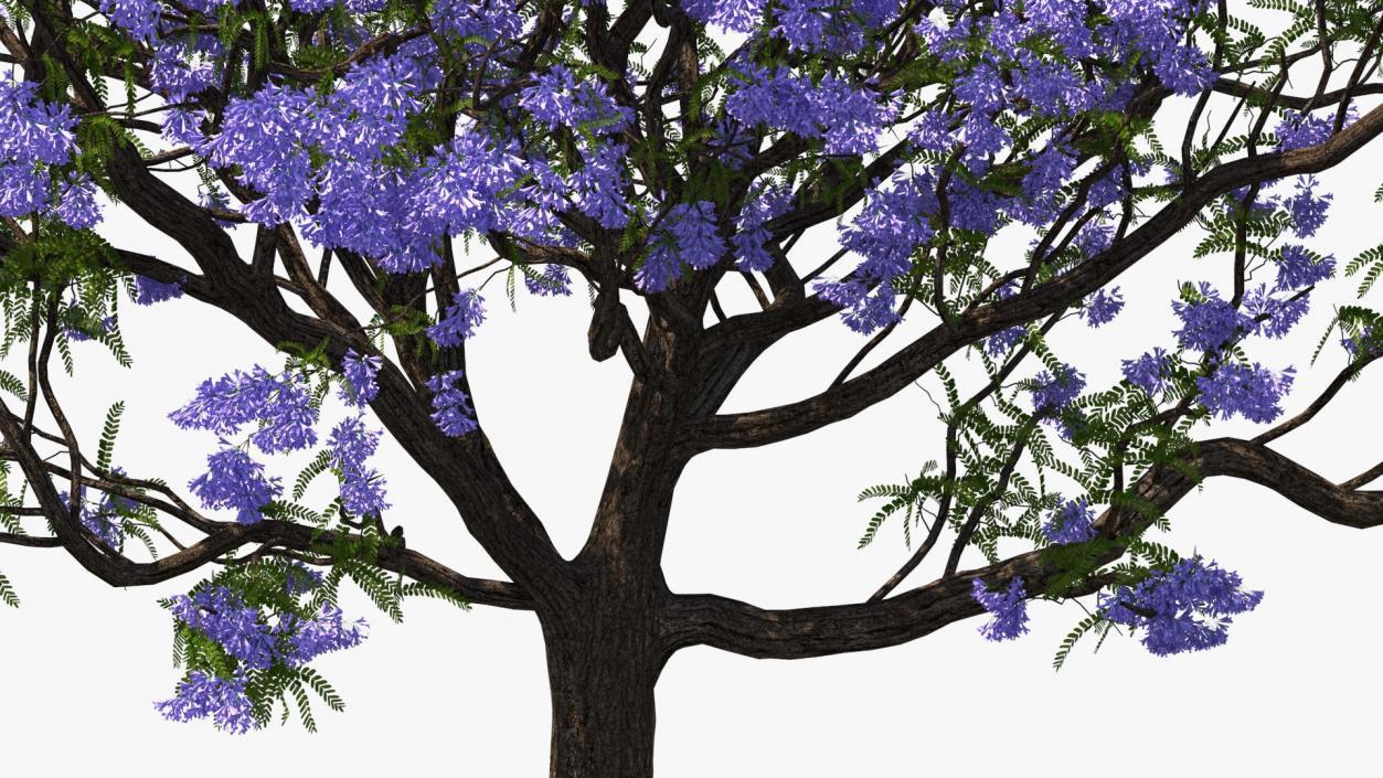 3D Blooming Jacaranda Tree model