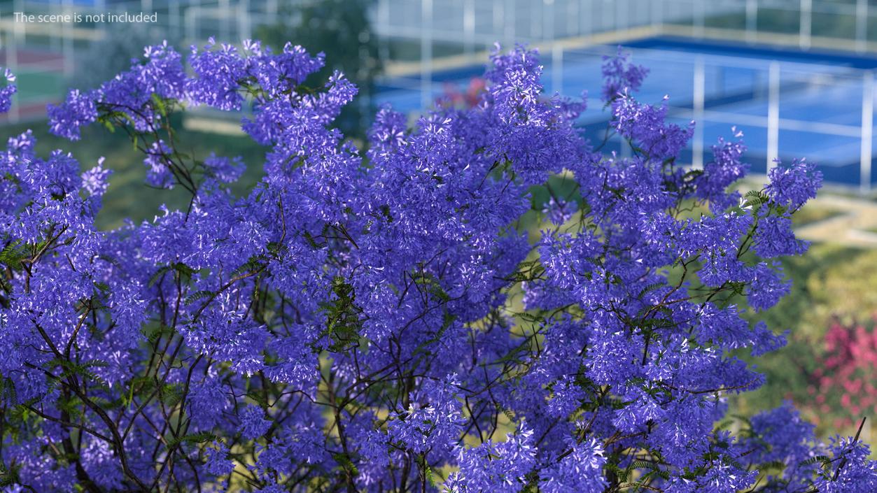 3D Blooming Jacaranda Tree model