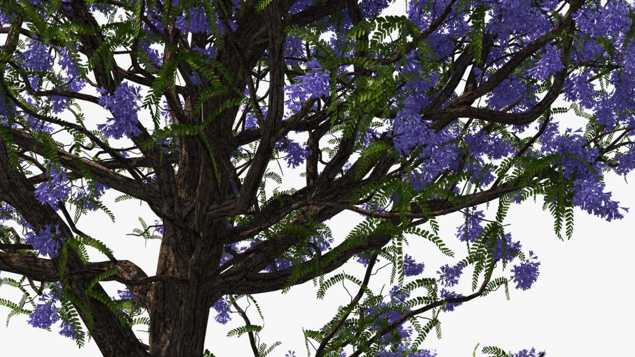 3D Blooming Jacaranda Tree model