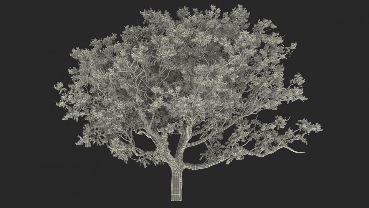 3D Blooming Jacaranda Tree model