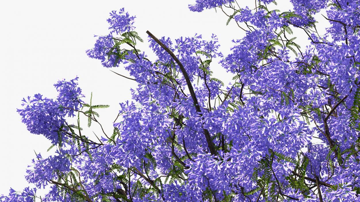 3D Blooming Jacaranda Tree model