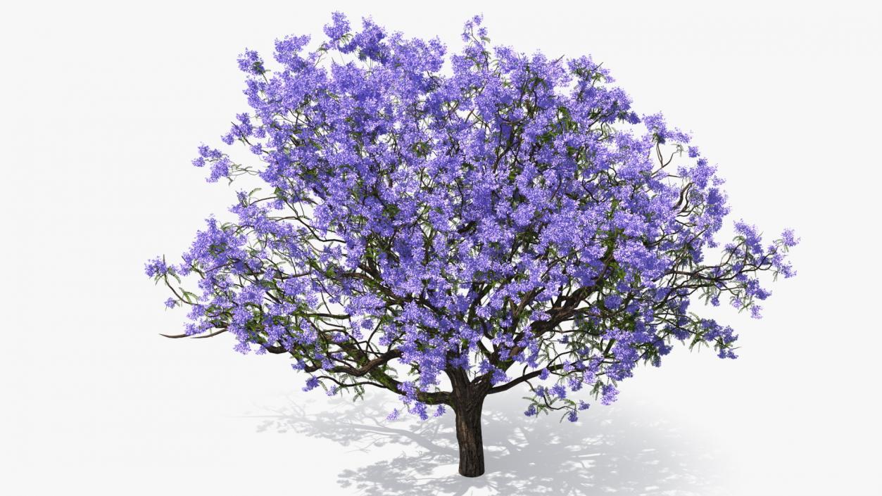 3D Blooming Jacaranda Tree model