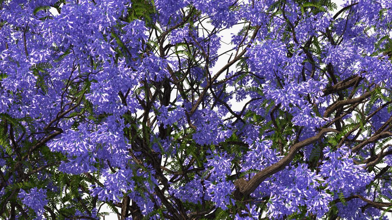 3D Blooming Jacaranda Tree model