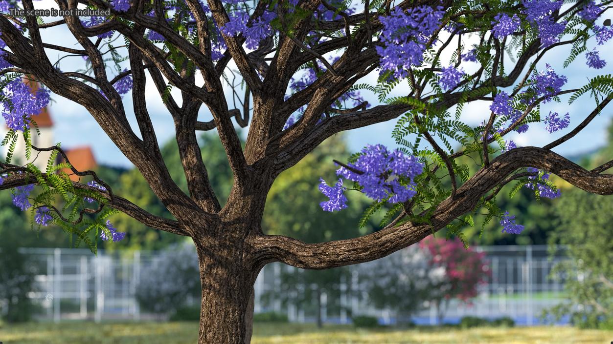 3D Blooming Jacaranda Tree model