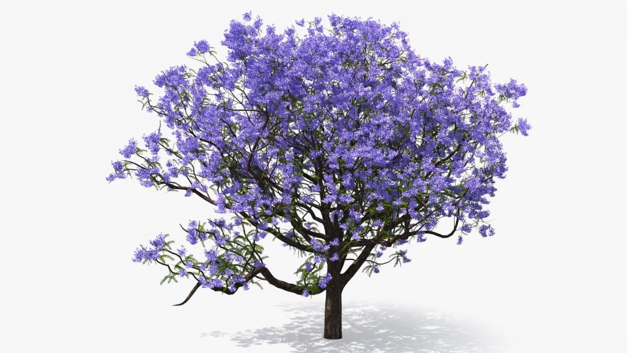 3D Blooming Jacaranda Tree model