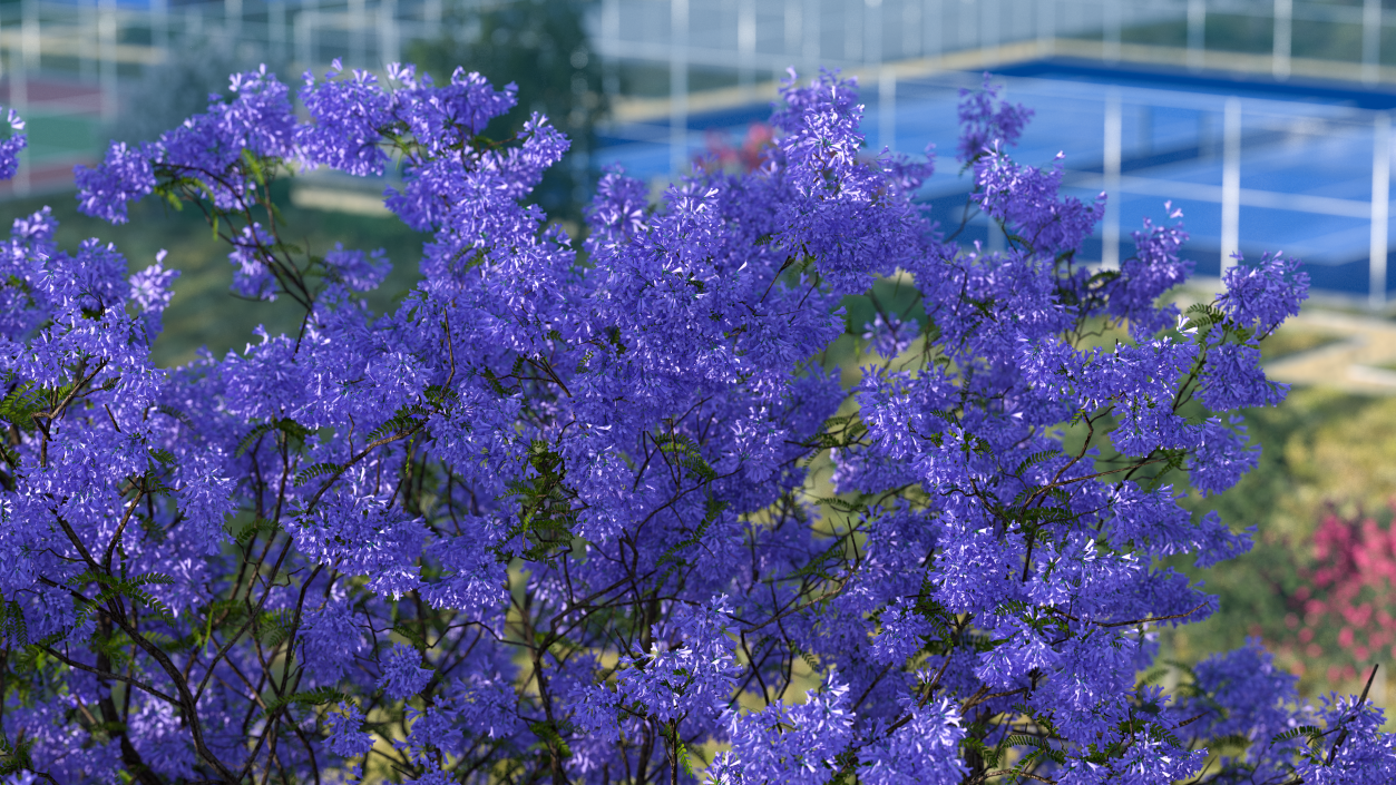 3D Blooming Jacaranda Tree model