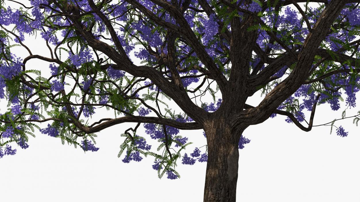 3D Blooming Jacaranda Tree model