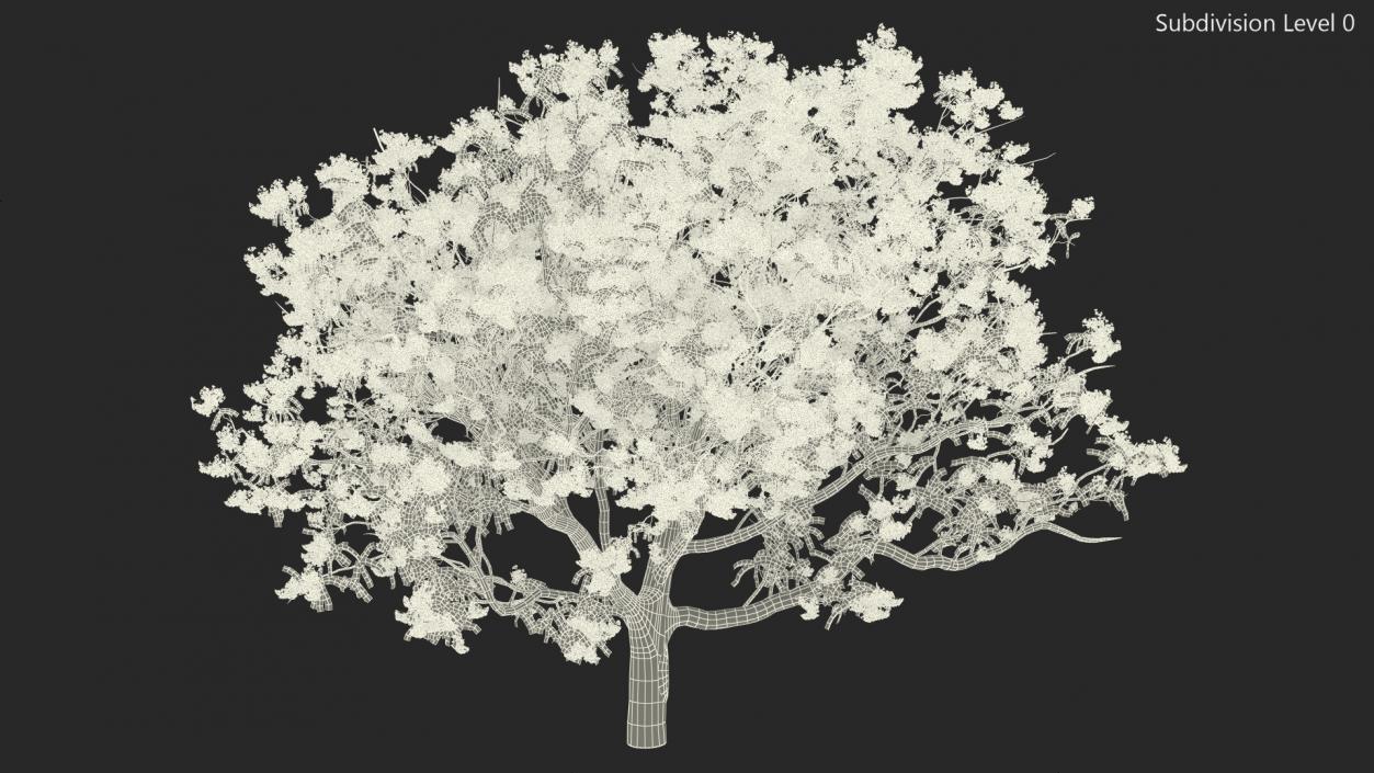 3D Blooming Jacaranda Tree model