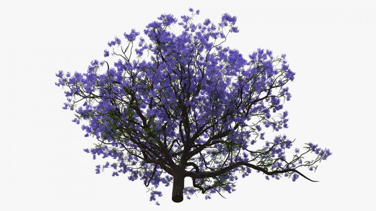 3D Blooming Jacaranda Tree model