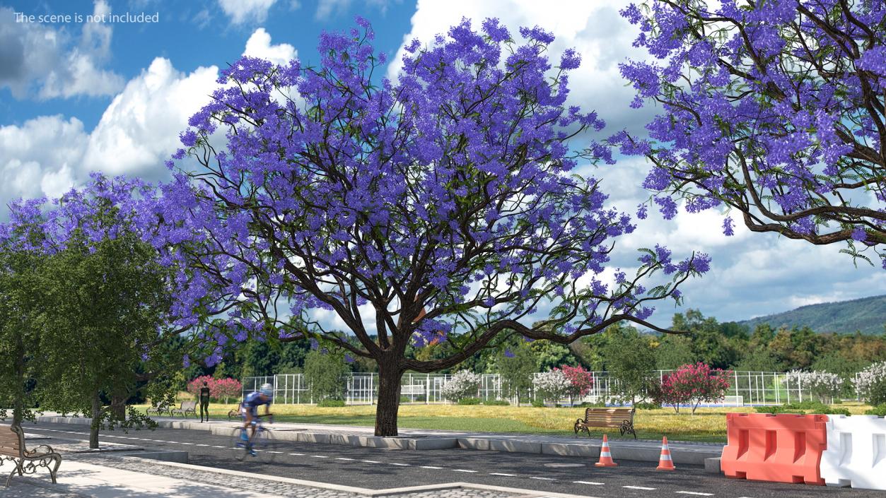 3D Blooming Jacaranda Tree model