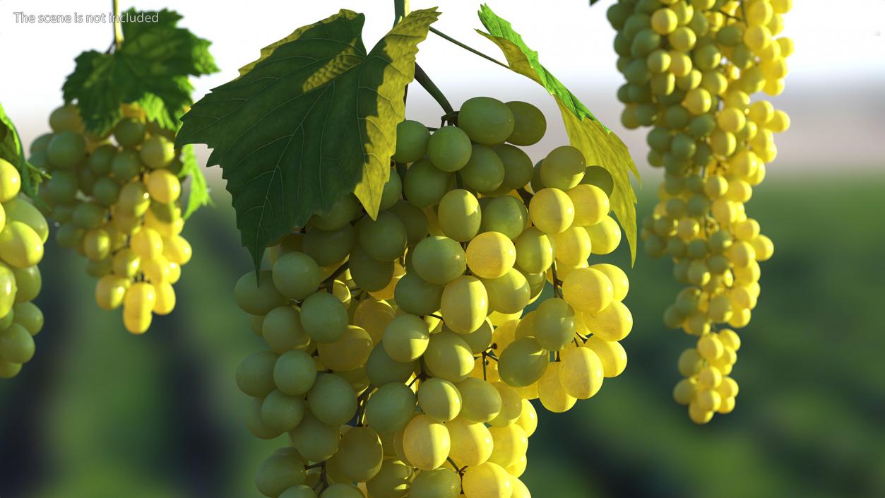 Green Sultana Grape Cluster 3D