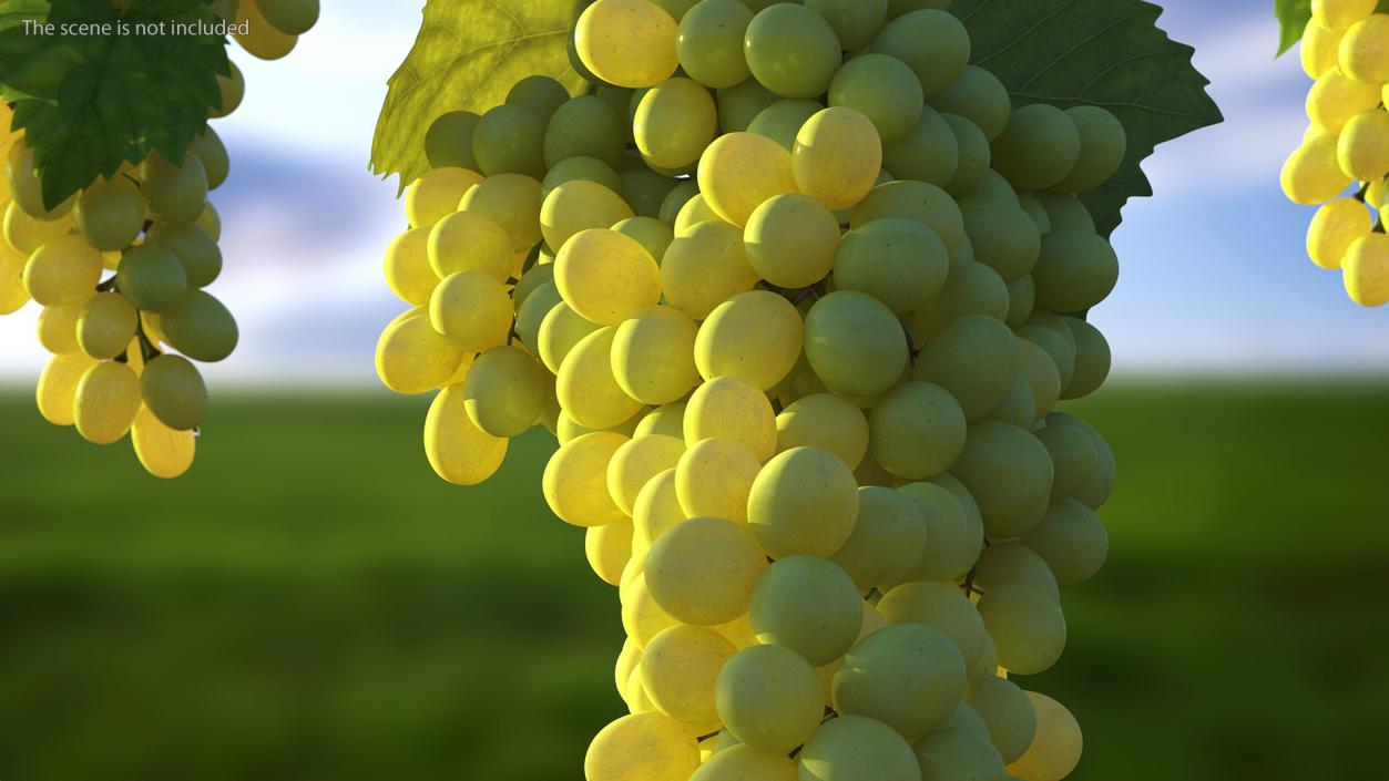 Green Sultana Grape Cluster 3D