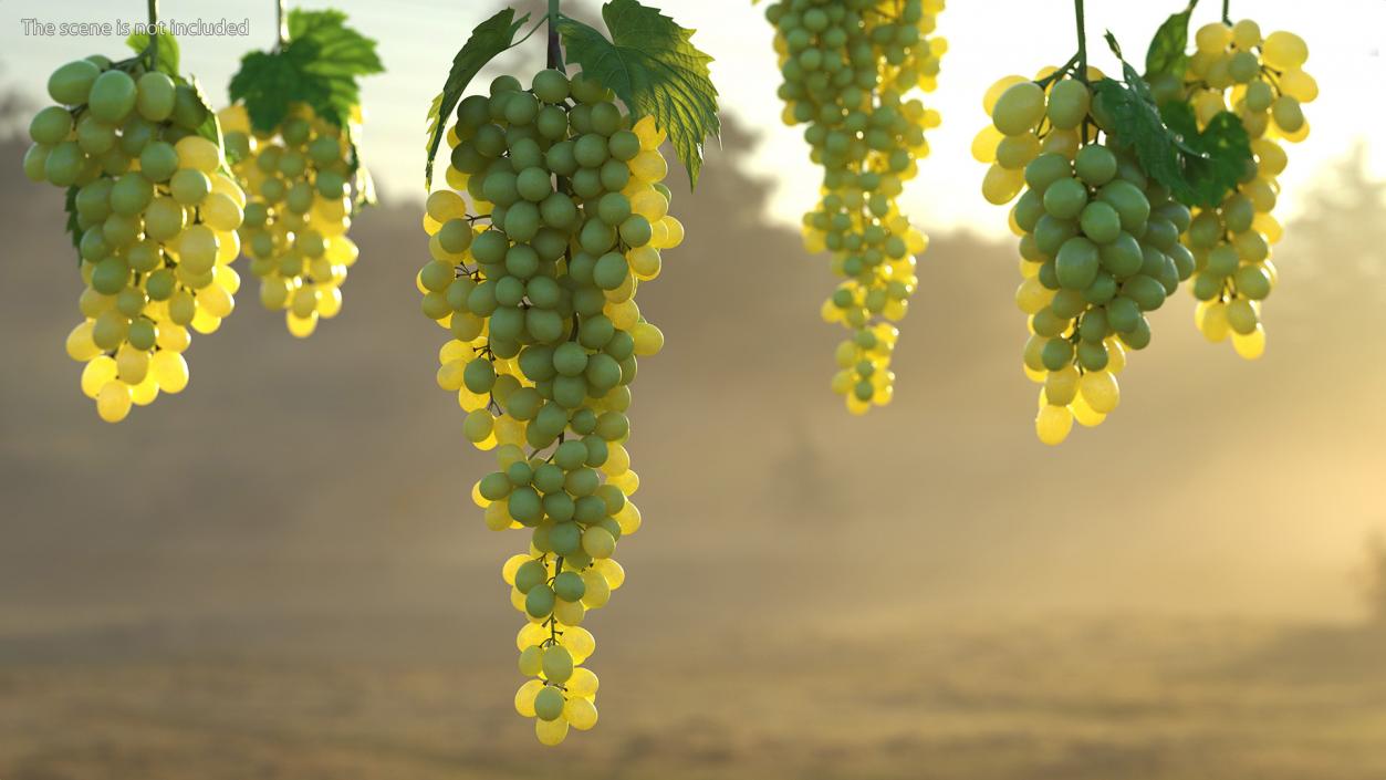 Green Sultana Grape Cluster 3D