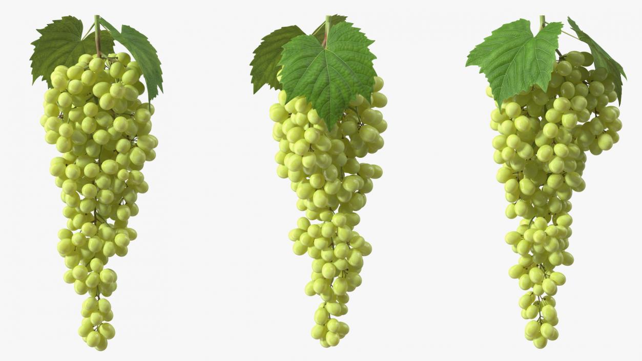 Green Sultana Grape Cluster 3D