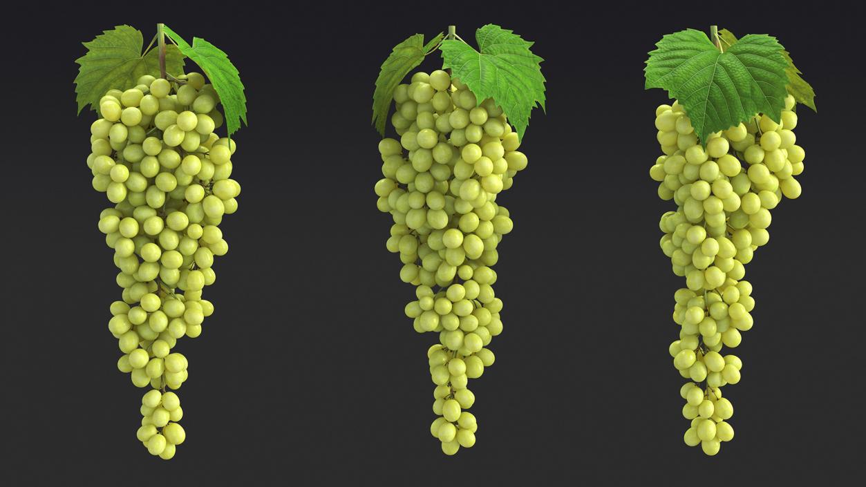 Green Sultana Grape Cluster 3D