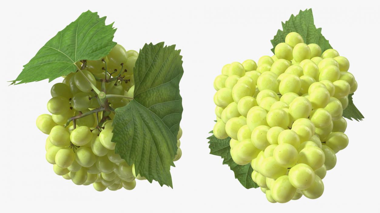 Green Sultana Grape Cluster 3D