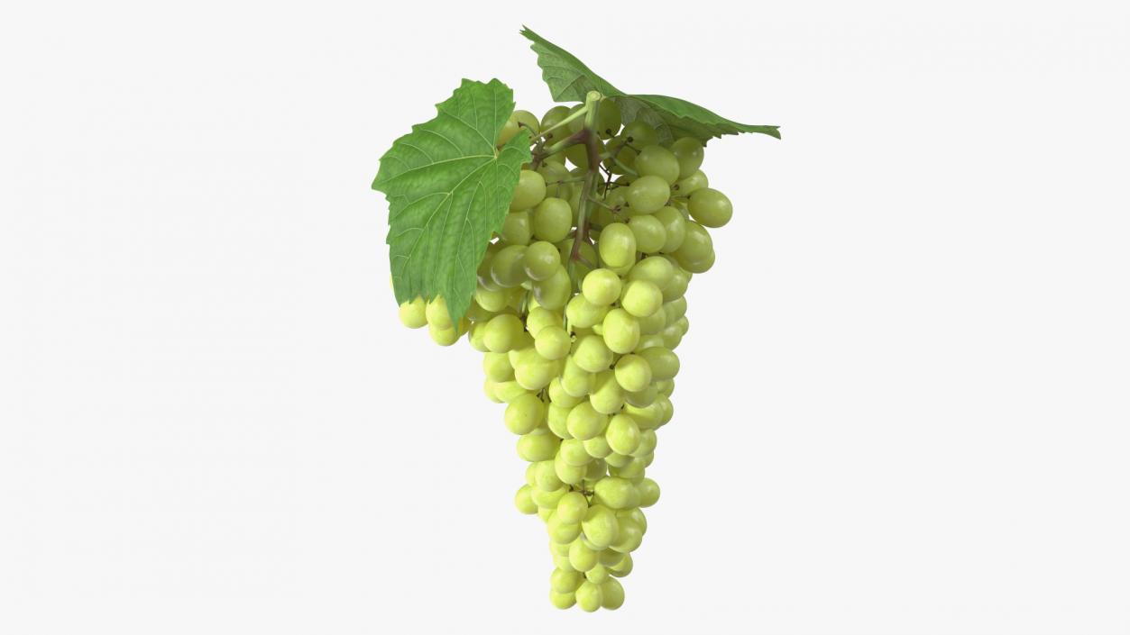 Green Sultana Grape Cluster 3D