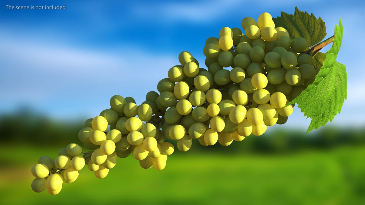 Green Sultana Grape Cluster 3D