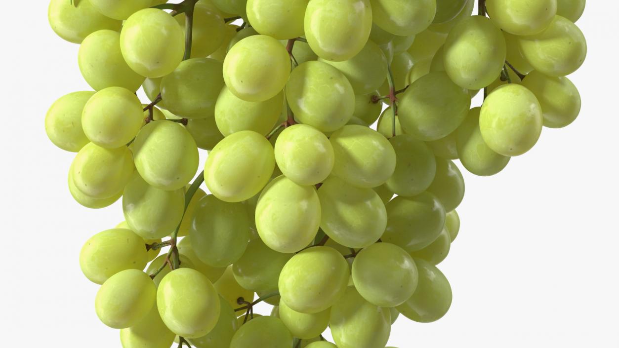 Green Sultana Grape Cluster 3D