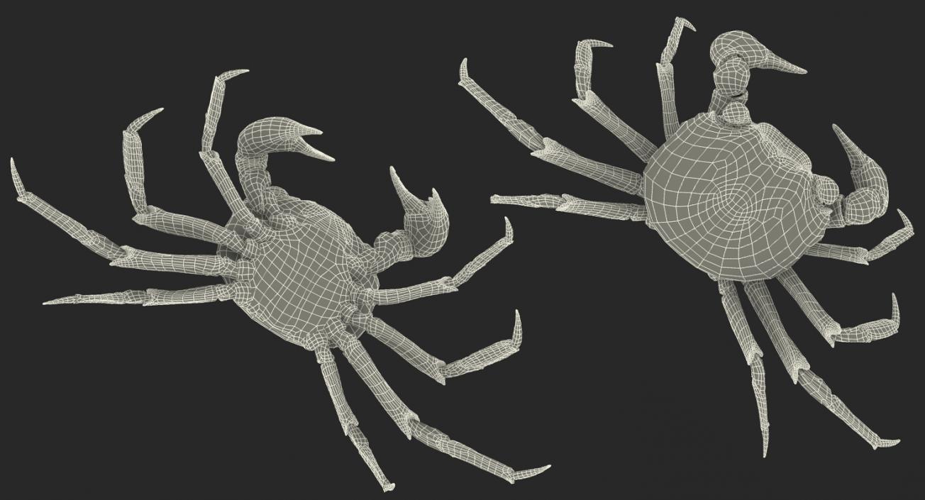 Vampire Crab Geosesarma Dennerle 3D