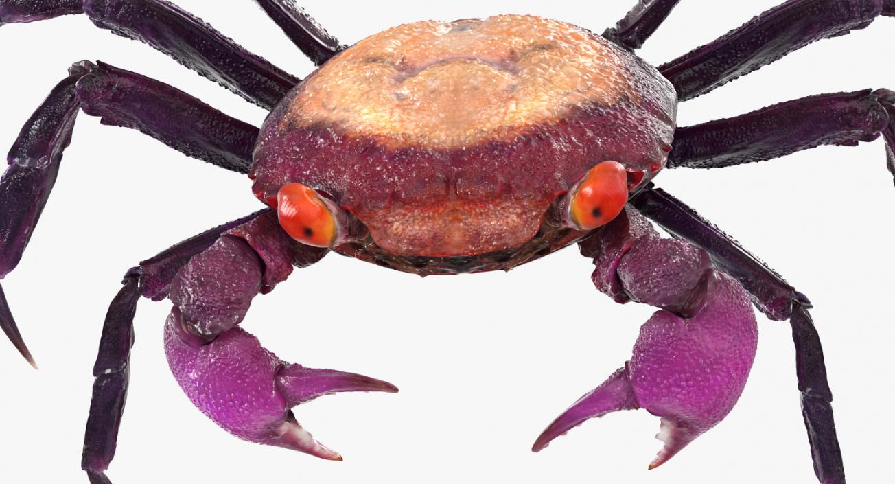 Vampire Crab Geosesarma Dennerle 3D