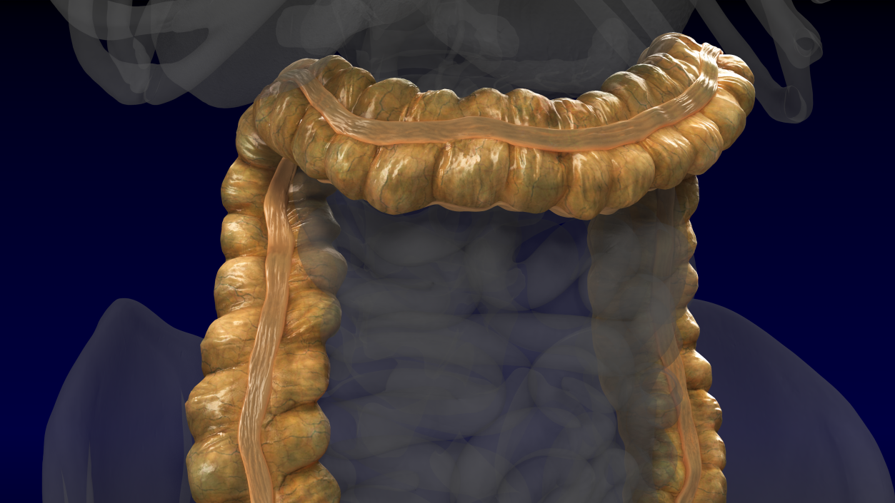 3D Human Colon