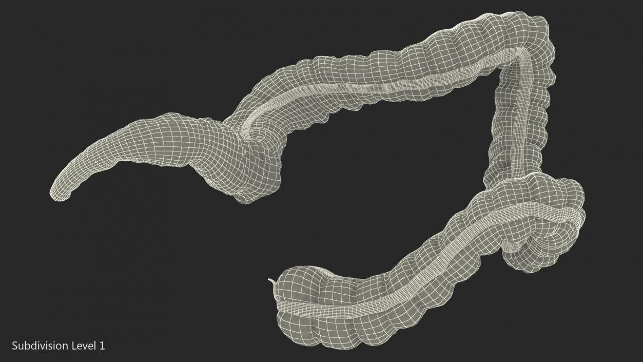 3D Human Colon