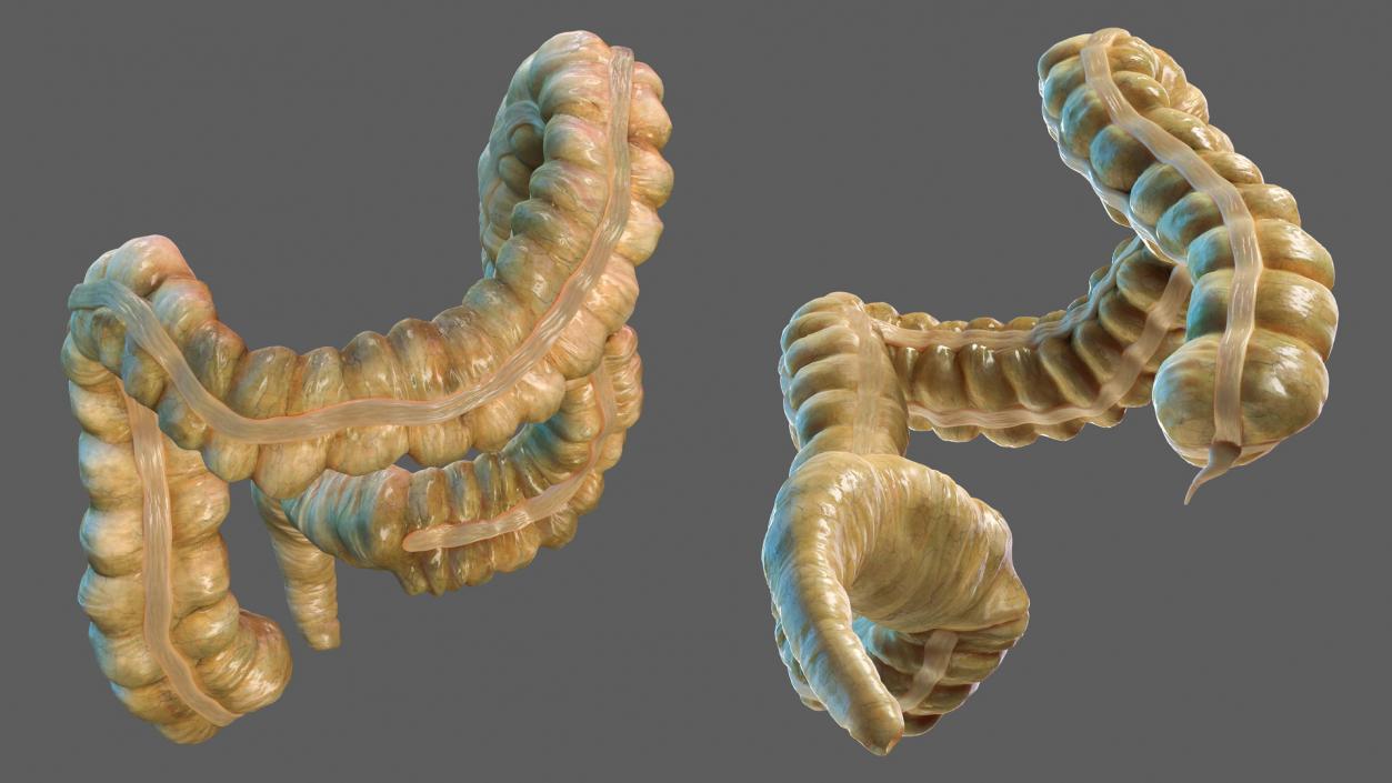 3D Human Colon