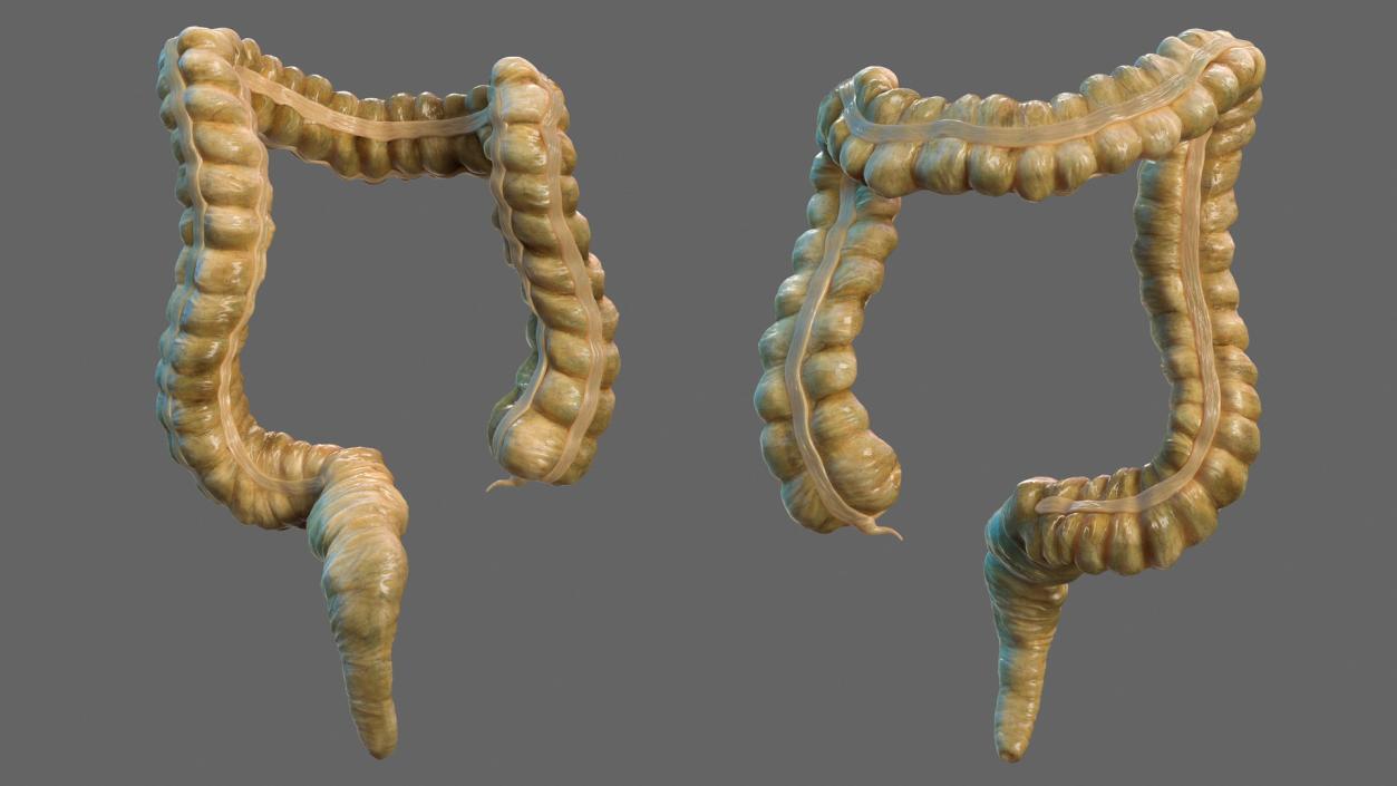 3D Human Colon